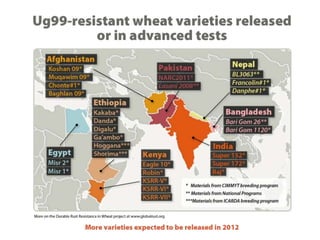 WHEAT - Presentation for Discussion with Donors and Partners - June 2013