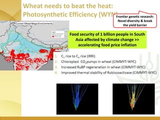 WHEAT - Presentation for Discussion with Donors and Partners - June 2013