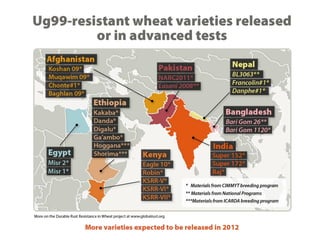 WHEAT - Presentation for Discussion with Donors and Partners - June 2013