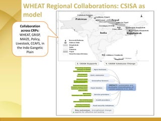 Number of poor in wheat-based systems in
South Asia
Cereal systems >50% area
under crop
>25% area
under crop
Wheat systems...
