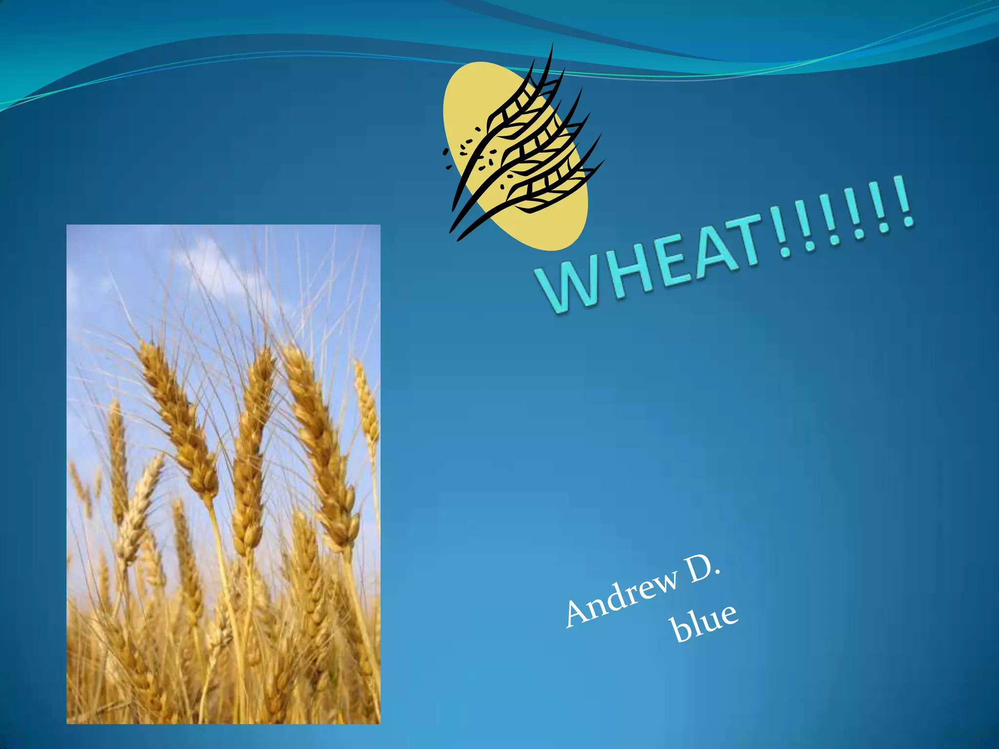 WHEAT!!!!!!Andrew D.blue