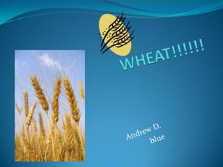 WHEAT!!!!!! Andrew D. blue 