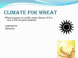 CLIMATE FOR WHEATWheat is grown in a mild, moist climate. If it is not, it will not grow properly.angiosperm.Monocot