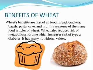 BENEFITS OF WHEATWheat’s benefits are first of all food. Bread, crackers, bagels, pasta, cake, and muffins are some of the many food articles of wheat. Wheat also reduces risk of metabolic syndrome which increases risk of type 2 diabetes. It has many nutritional values.