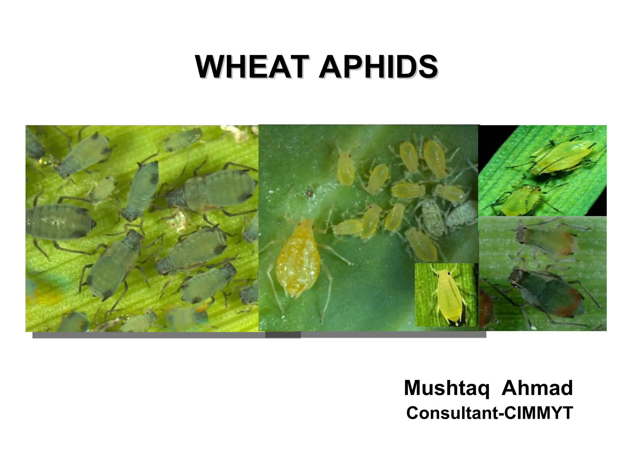 Wheat Aphids and their role in wheat crop | PPT