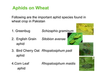 Wheat Aphids and their role in wheat crop | PPT