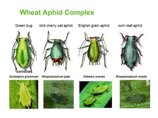 Wheat Aphids and their role in wheat crop | PPT