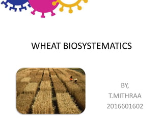 WHEAT BIOSYSTEMATICS
BY,
T.MITHRAA
2016601602
 