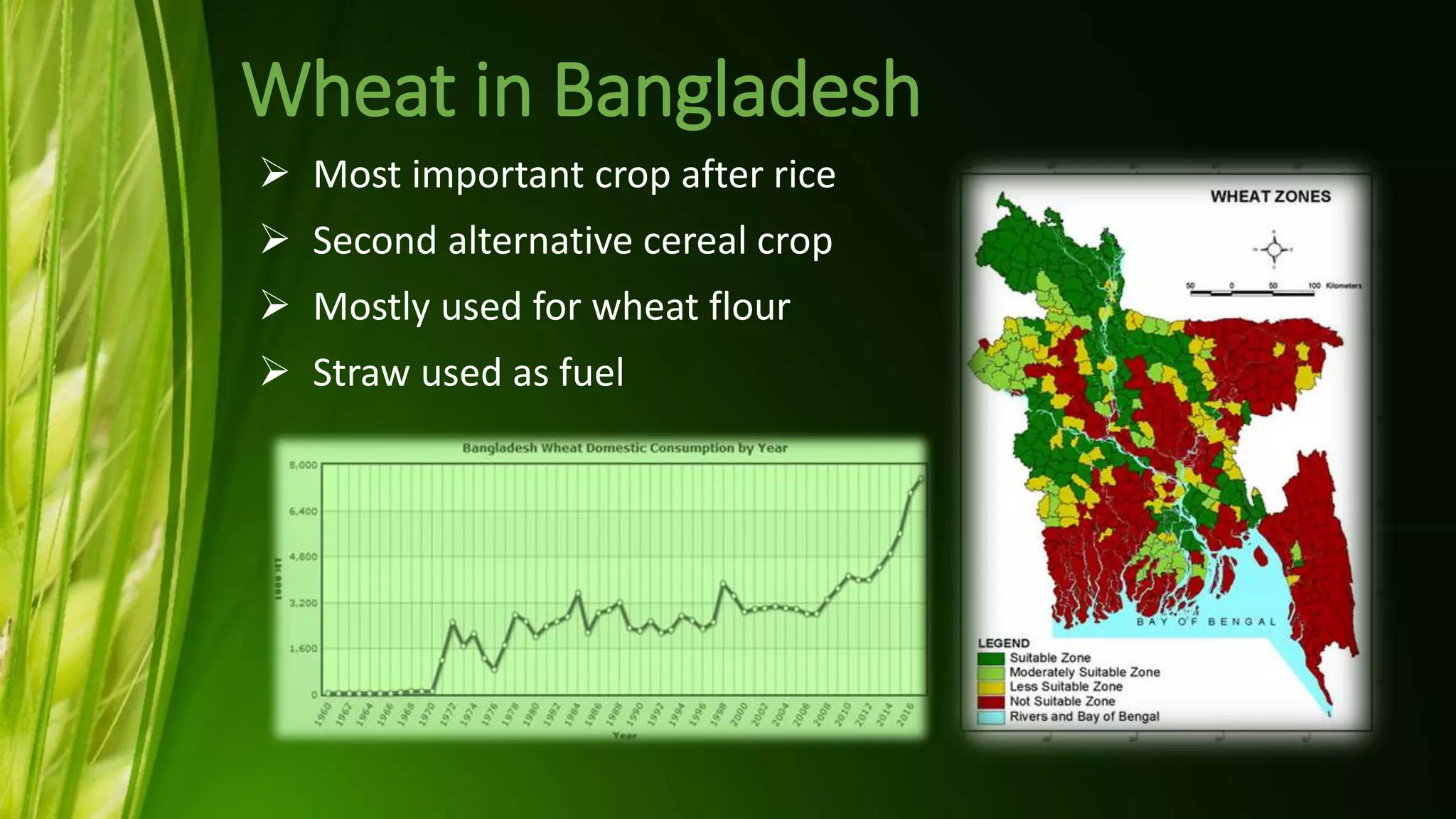 Wheat blast In Bangladesh | PPTX