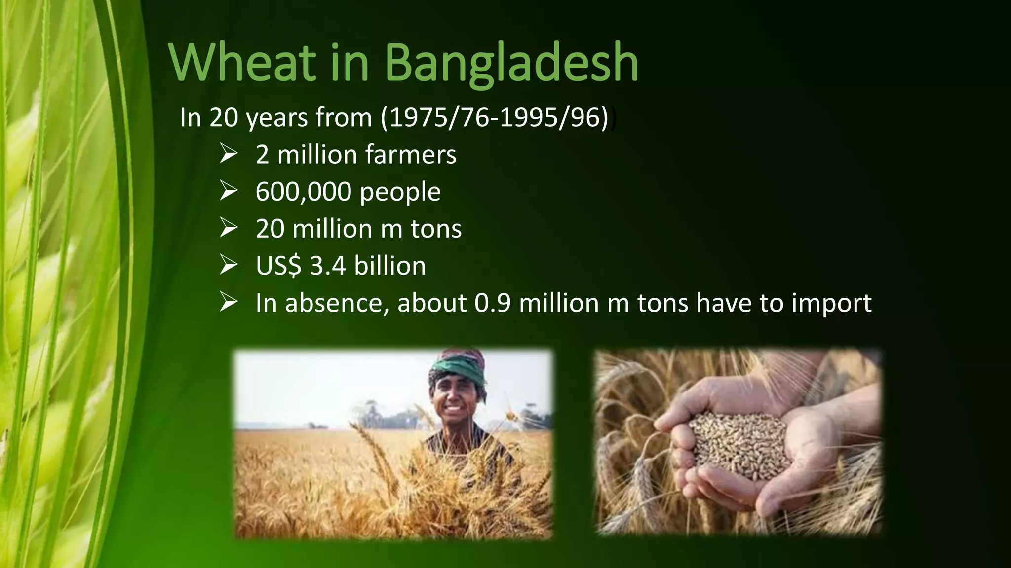 Wheat blast In Bangladesh | PPTX