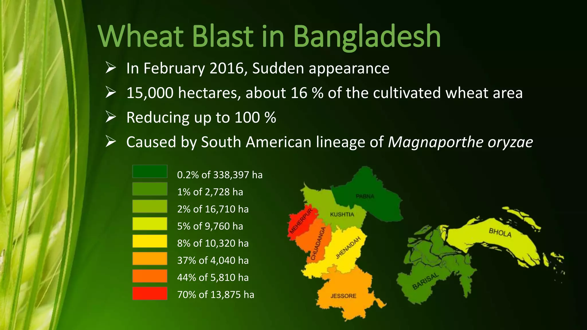 Wheat blast In Bangladesh | PPTX