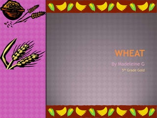 Wheat By Madeleine G 5th Grade Gold 