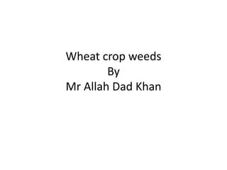 Wheat crop weeds
By
Mr Allah Dad Khan
 