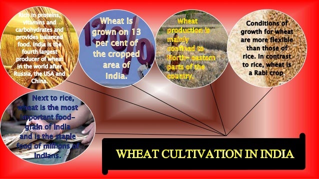 Wheat Cultivation In Punjab Case Study Project Fa
