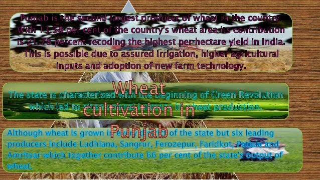 Wheat Cultivation In Punjab Case Study Project Fa
