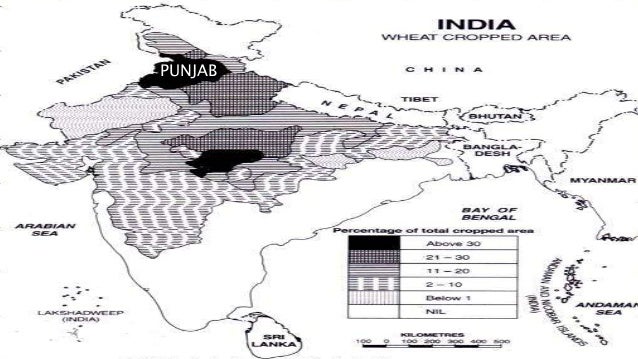 Wheat Cultivation In Punjab Case Study Project Fa