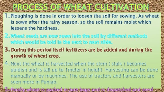 Wheat Cultivation In Punjab Case Study Project Fa