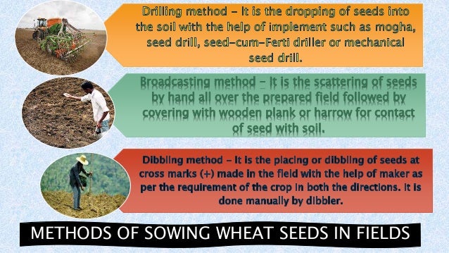 Wheat cultivation in punjab case study