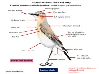 Identification of Wheatears in India.pdf