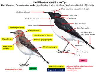 Identification of Wheatears in India.pdf