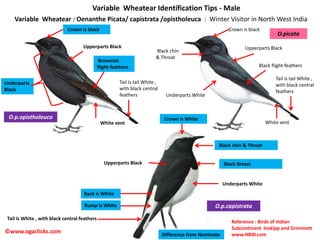 Identification of Wheatears in India.pdf