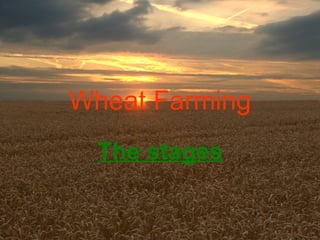 Wheat Farming The stages 