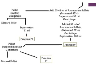 Pellet                       Add 33.48 ml of Ammonium Sulfate
       (buffer)                               (Saturated 35%)
      Centrifuge                             Supernatant 92 ml
                                                 Centrifuge
Discard Pellet
                                              Add 46.92 ml of
                 Supernatant                 Ammonium Sulfate
                    21 ml                     (Saturated 57%)
                                                 Centrifuge
                                             Supernatant 136 ml
                 Fraction IV
     Pellet                                      FractionV
Suspend in dH2O
   Centrifuge


                               Fraction
Discard Pellet                    VI
 