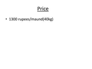 Price
• 1300 rupees/maund(40kg)
 
