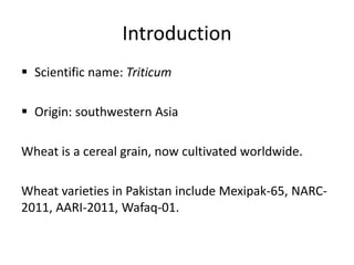 Introduction
 Scientific name: Triticum
 Origin: southwestern Asia
Wheat is a cereal grain, now cultivated worldwide.
Wheat varieties in Pakistan include Mexipak-65, NARC-
2011, AARI-2011, Wafaq-01.
 
