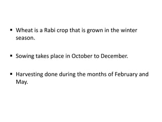  Wheat is a Rabi crop that is grown in the winter
season.
 Sowing takes place in October to December.
 Harvesting done during the months of February and
May.
 