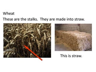 These are the stalks. They are made into straw.
Wheat
This is straw.
 