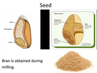 Seed
Bran is obtained during
milling.
 