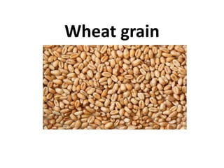 Wheat grain
 