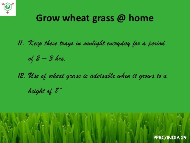 How do you grow wheat?