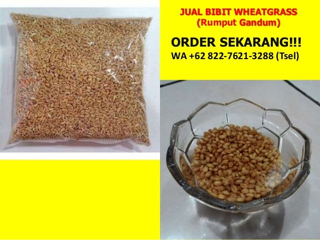 wa 62 822 7621 3288 tsel bibit wheatgrass di bandung wa 62 822 7621 3288 tsel bibit wheatgrass di bandung