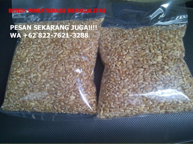 wa 62 822 7621 3288 tsel bibit wheatgrass di bandung wa 62 822 7621 3288 tsel bibit wheatgrass di bandung