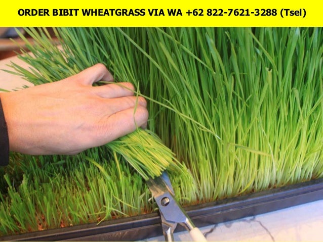 62 822 7621 3288 tsel bibit wheatgrass jakarta 62 822 7621 3288 tsel bibit wheatgrass jakarta