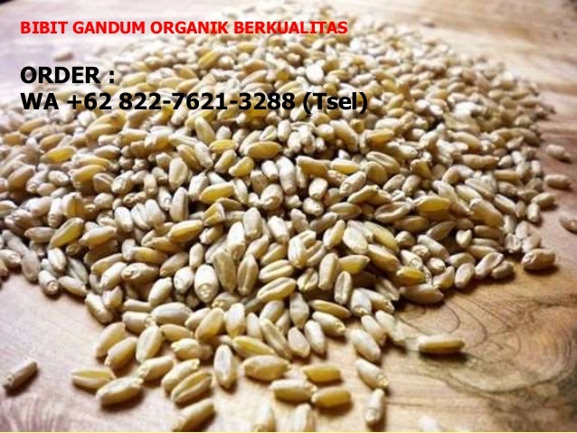 62 822 7621 3288 tsel bibit wheatgrass jakarta 62 822 7621 3288 tsel bibit wheatgrass jakarta