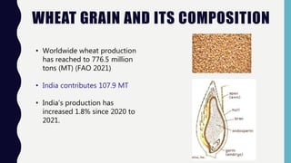 WHEAT GRAIN AND ITS COMPOSITION
• Worldwide wheat production
has reached to 776.5 million
tons (MT) (FAO 2021)
• India contributes 107.9 MT
• India’s production has
increased 1.8% since 2020 to
2021.
 