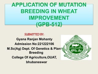 APPLICATION OF MUTATION
BREEDING IN WHEAT
IMPROVEMENT
(GPB-512)
SUBMITTEDBY:
Gyana Ranjan Mohanty
Admission No:221222106
M.Sc(Ag) Dept. Of Genetics & Plant
Breeding
College Of Agriculture,OUAT,
bhubaneswar
 