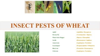 Wheat Pests.pptx.................................. | PPTX