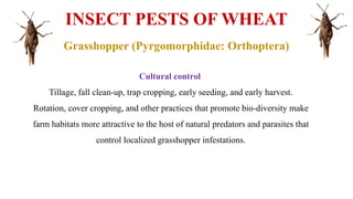 Wheat Pests.pptx.................................. | PPT