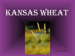 Kansas Wheat Created by Tanya Belcher 