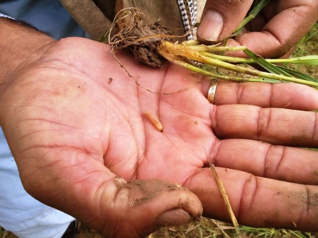 Management of Pink Stem Borer Attack on Wheat (Part 1)