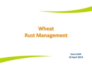 Wheat
Rust Management
Sana Salih
10 April 2014
 