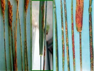 Wheat Rust Types Wheat Rust Latest | PPT