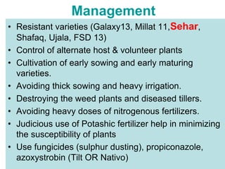 Wheat Rust Latest | PPT
