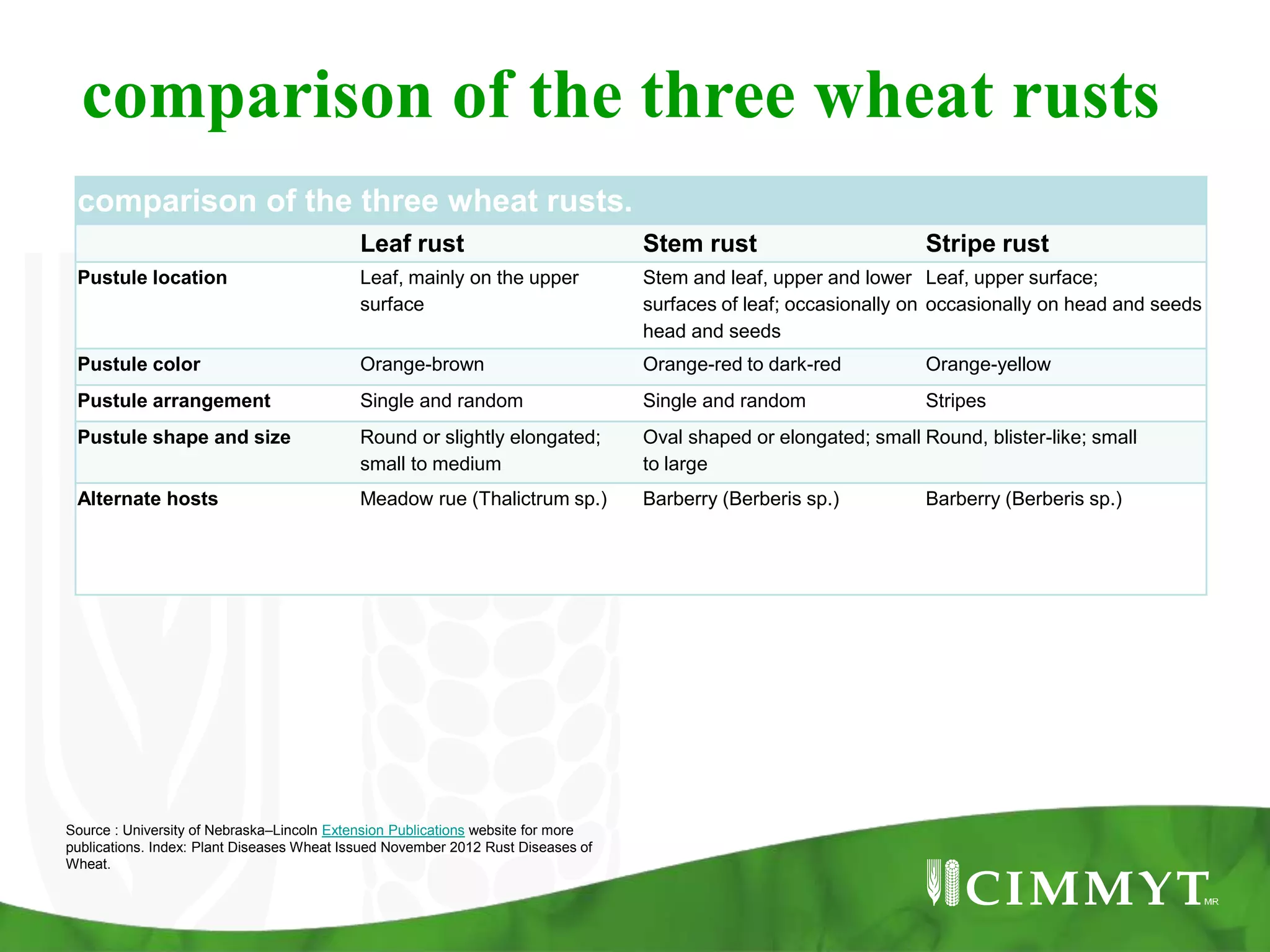 comparison of the three wheat rusts
comparison of the three wheat rusts.
Leaf rust Stem rust Stripe rust
Pustule location Leaf, mainly on the upper
surface
Stem and leaf, upper and lower
surfaces of leaf; occasionally on
head and seeds
Leaf, upper surface;
occasionally on head and seeds
Pustule color Orange-brown Orange-red to dark-red Orange-yellow
Pustule arrangement Single and random Single and random Stripes
Pustule shape and size Round or slightly elongated;
small to medium
Oval shaped or elongated; small
to large
Round, blister-like; small
Alternate hosts Meadow rue (Thalictrum sp.) Barberry (Berberis sp.) Barberry (Berberis sp.)
Source : University of Nebraska–Lincoln Extension Publications website for more
publications. Index: Plant Diseases Wheat Issued November 2012 Rust Diseases of
Wheat.
 