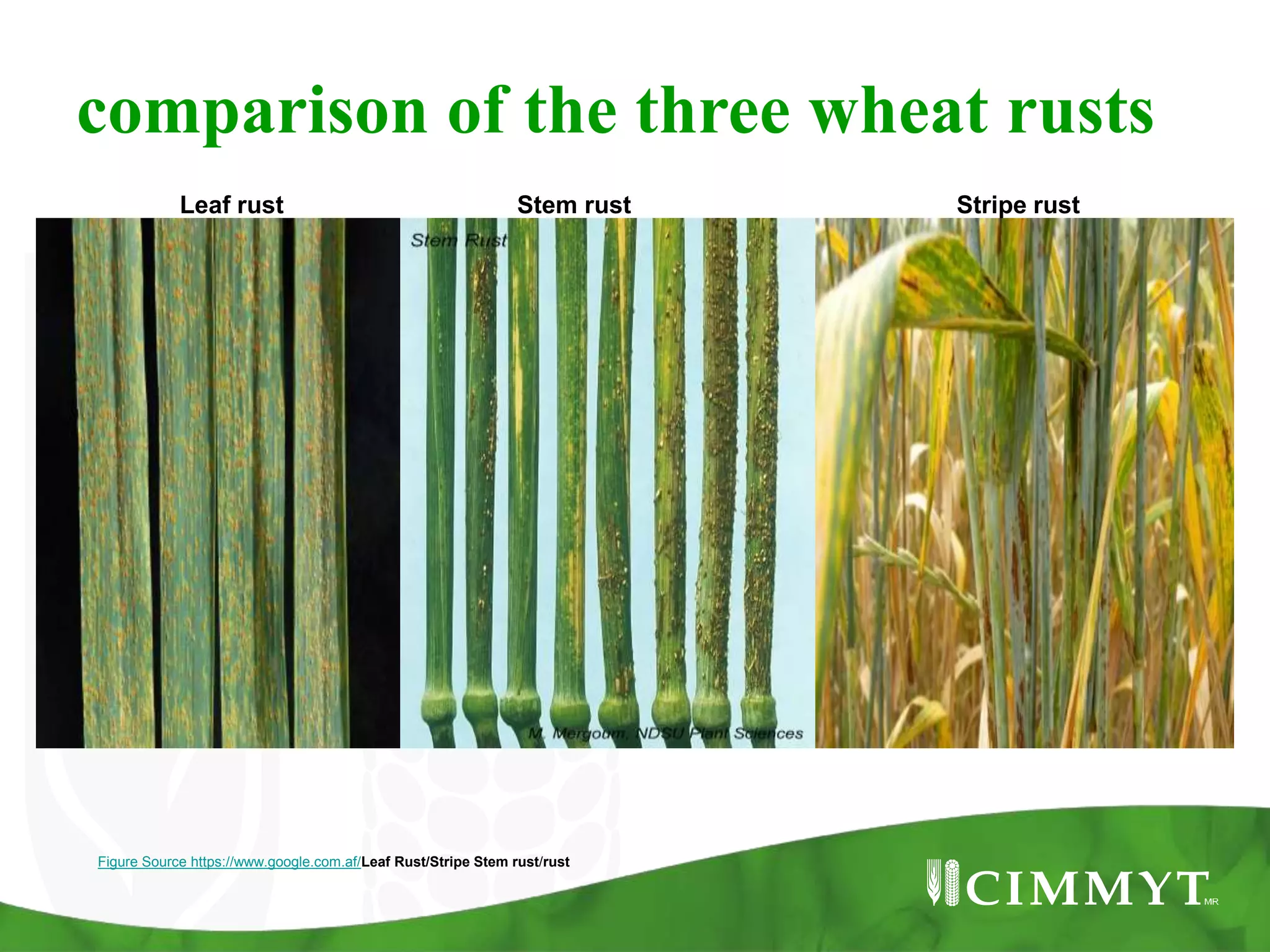 comparison of the three wheat rusts
Leaf rust Stem rust Stripe rust
Figure Source https://www.google.com.af/Leaf Rust/Stripe Stem rust/rust
 