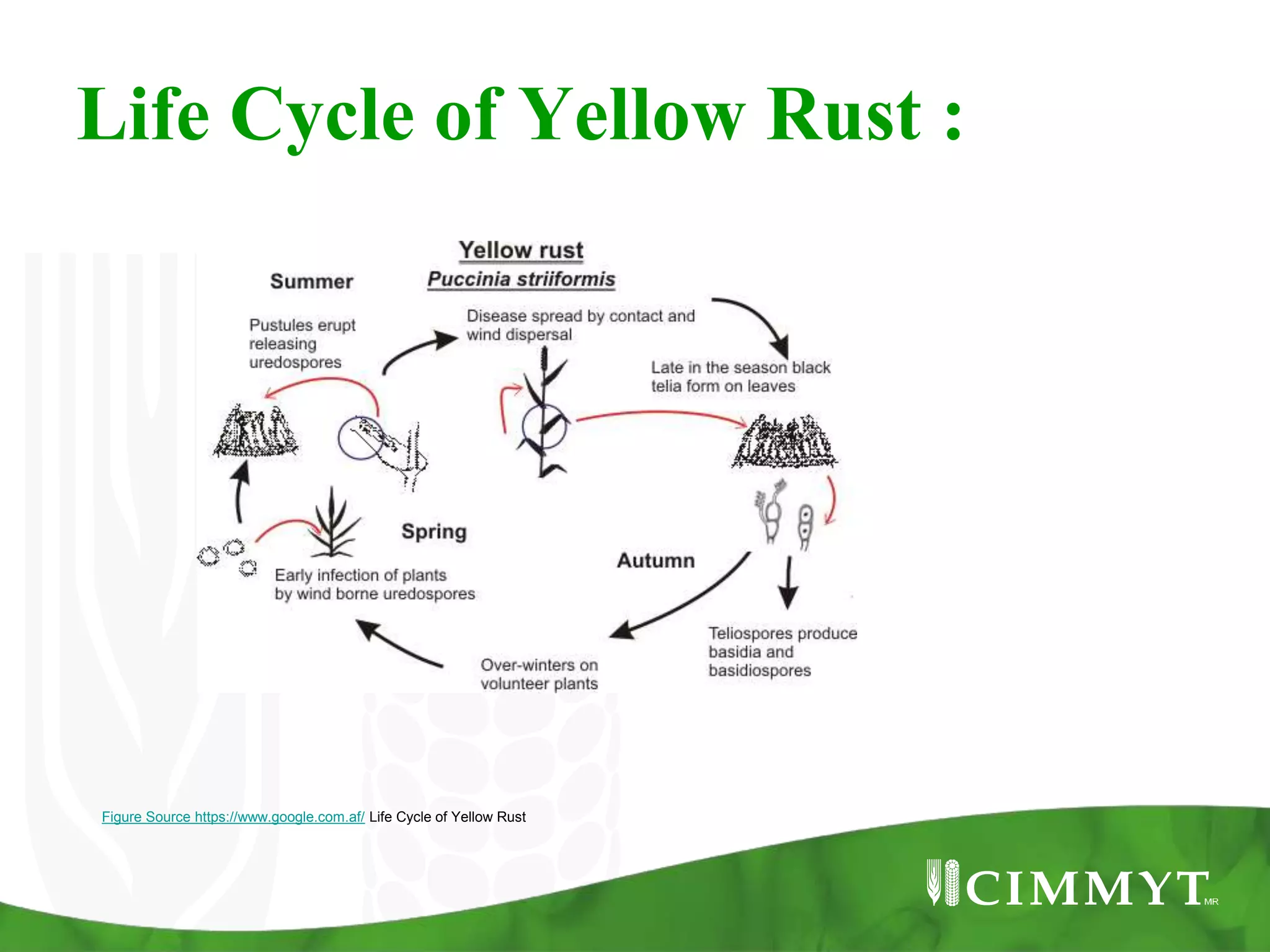 Life Cycle of Yellow Rust :
Figure Source https://www.google.com.af/ Life Cycle of Yellow Rust
 